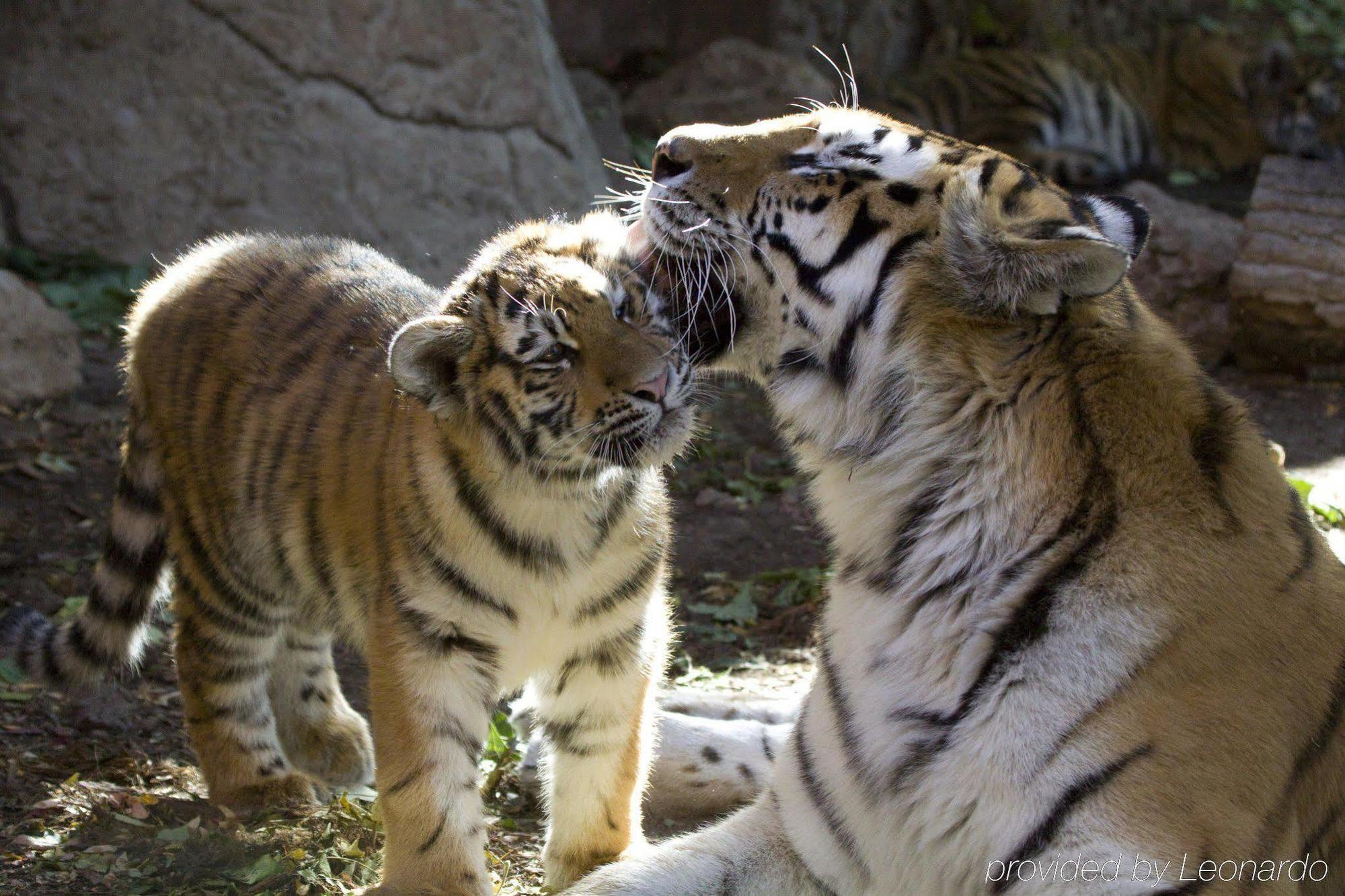 ホテル ホームウッド　スイーツ　デンバー　ダウンタウン　コンベンション　センター エクステリア 写真